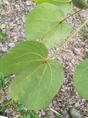 Hampea