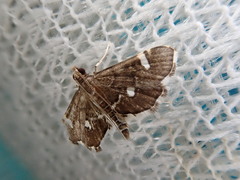 Diathrausta brevifascialis
