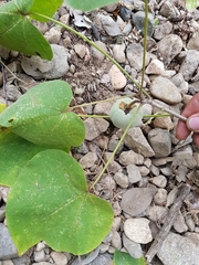 Hampea