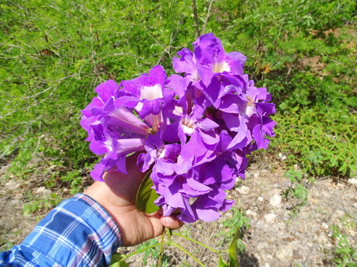 Mansoa verrucifera