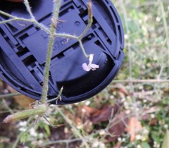 Dicliptera paniculata