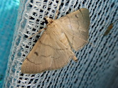 Paranacoleia lophophoralis