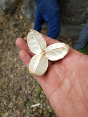 Hampea