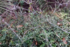 Dicliptera paniculata