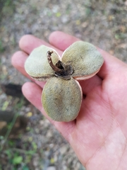 Hampea