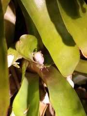 Eleutherodactylus cochranae