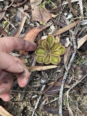 Drosera squamosa