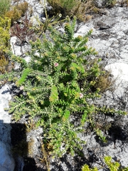 Diastella divaricata divaricata
