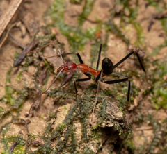 Leptomyrmex rufithorax