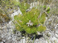 Serruria glomerata