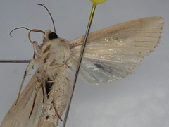 Mythimna hamifera