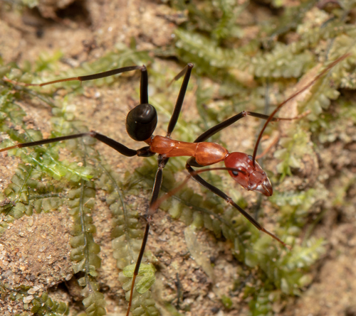 Leptomyrmex rufithorax