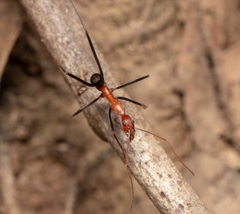 Leptomyrmex rufithorax