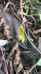 Lophocampa argentata