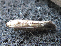 Acrolepiopsis sapporensis