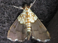 Agrotera nemoralis