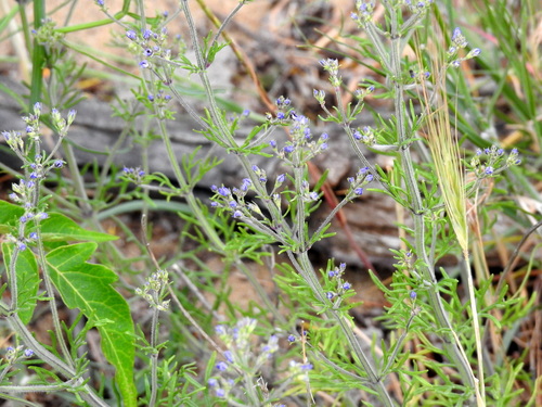 Image of Teucrium orientale by (c) Konstantin Grebennikov, some rights reserved (CC BY)