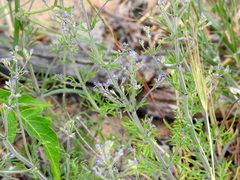 Teucrium orientale