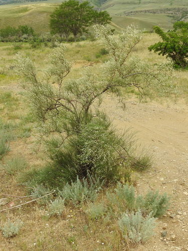 Calligonum aphyllum (Calligonum aphyllum)