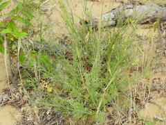 Teucrium orientale