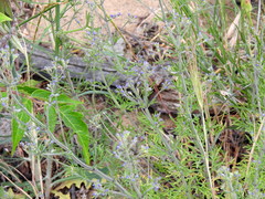 Teucrium orientale