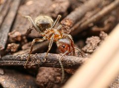 Liometopum apiculatum