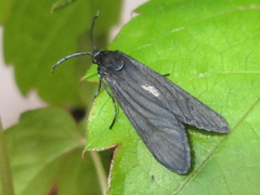 Balataea funeralis