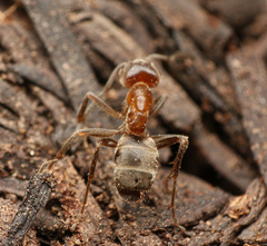 Liometopum apiculatum