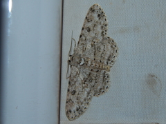 Ascotis reciprocaria