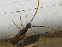 Pseudalosterna misella