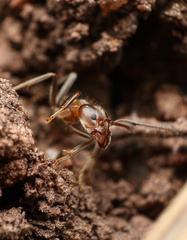 Liometopum apiculatum