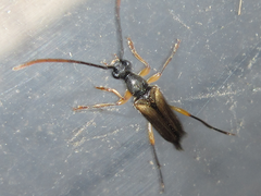 Pseudalosterna misella