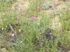 Astragalus brachylobus