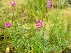 Astragalus brachylobus