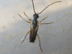 Pseudalosterna misella