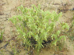 Onosma setosa