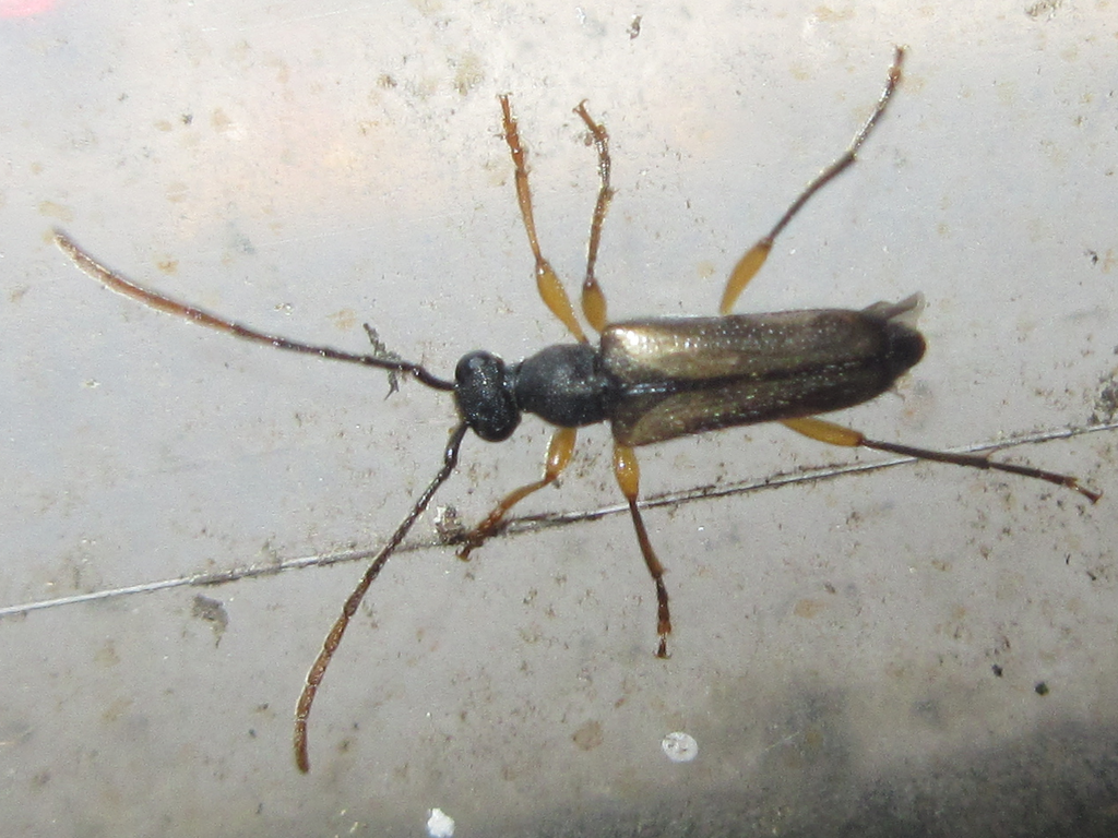 Pseudalosterna misella