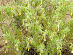Onosma setosa