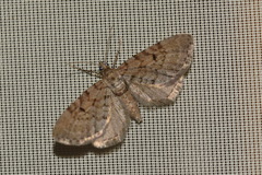 Eupithecia intricata