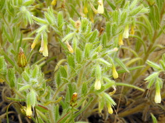 Onosma setosa