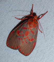 Ammatho cuneonotatus