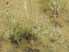 Asperula diminuta
