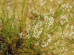Asperula diminuta