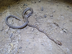 Arizona elegans philipi