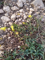Linum pallasianum