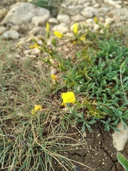 Linum pallasianum