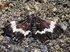 Rheumaptera hecate