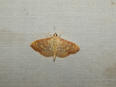 Herpetogramma mutualis