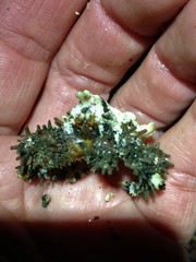 Phyllolithodes papillosus