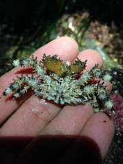 Phyllolithodes papillosus